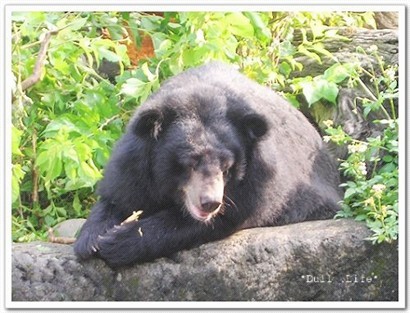 保育類台灣黑熊