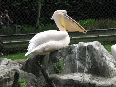 Pelican (鵜鶘)