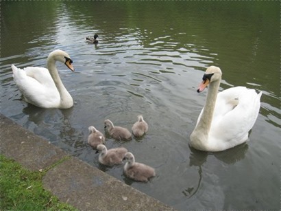 The swan family.
