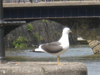 Sea gulls are as common as sparrows in HK.