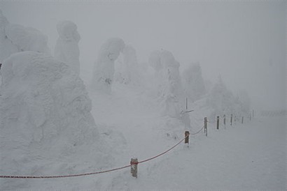 佢哋除咗有樹冰呢個名之外, 仲有另一個名叫樹怪, 佢哋真係好似怪物架!