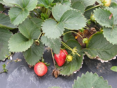 還在田裡的草莓