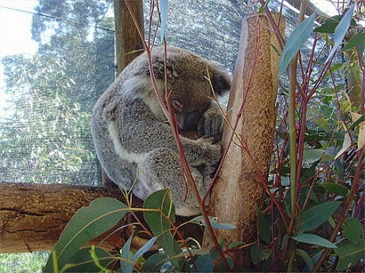 工作人員說樹熊每天有超過十八小時都在睡覺，真舒服…