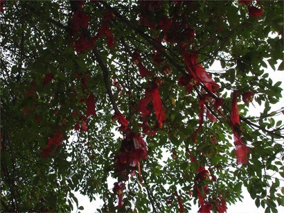樹上有好多紅色祈福既,,,,咩呢 (唔識講) 係咪叫寶碟