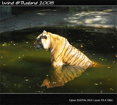 －沉思的老虎－ 陽光把牠的毛色照得閃閃發亮，很喜歡水上的倒影～